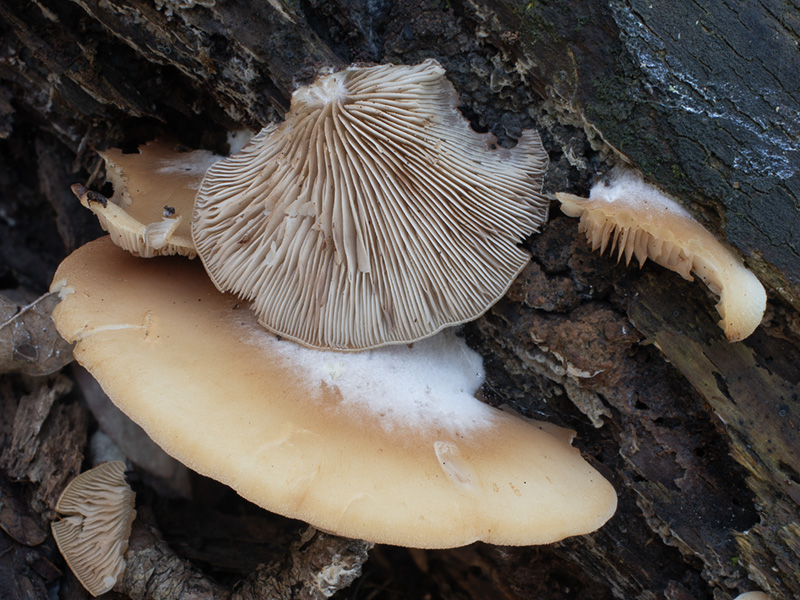 Crepidotus pini Crepidotus pini